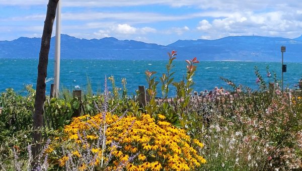 Bunte Blumen und im Hintergrund ist der Genfersee.