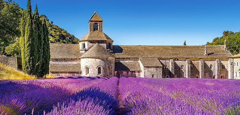 Lavendel und Lichtspiel